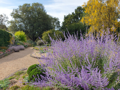 Salvia 'Blue Spire'- How to grow and care for