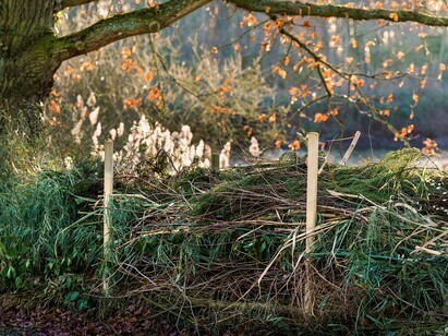 Favourite winter seedheads for wildlife