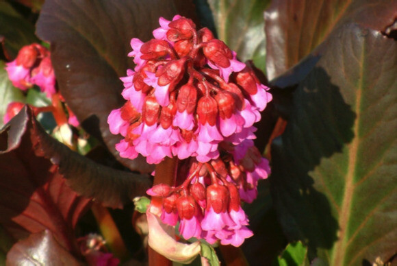 Indispensable elephants ears- bergenia 