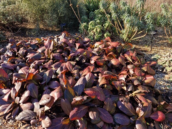 Indispensable elephants ears- bergenia 