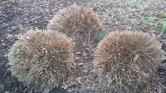 Spring cleaning grasses