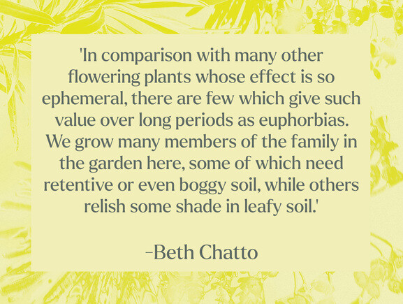 How to grow euphorbia (spurge) How to grow euphorbia (spurge)