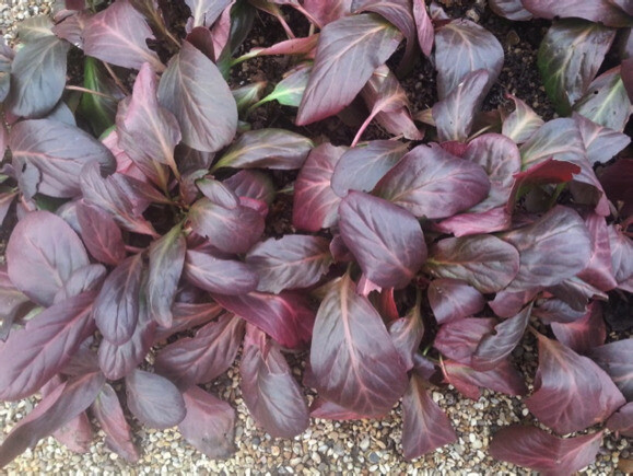 Indispensable elephants ears- bergenia 