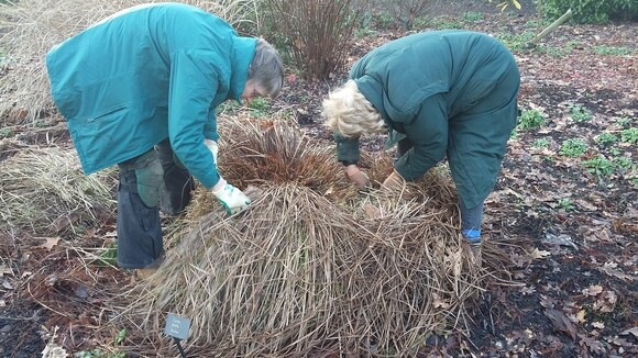 Spring cleaning grasses