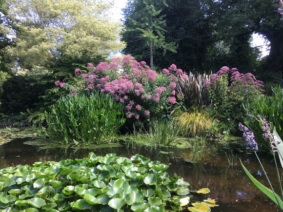 Planting successfully in summer