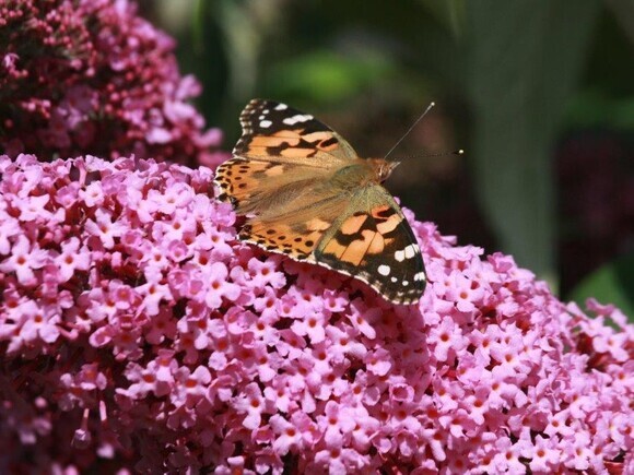 Wildlife at the heart of the City: the Beth Chatto Meanwhile Garden Wildlife at the heart of the City: the Beth Chatto Meanwhile Garden