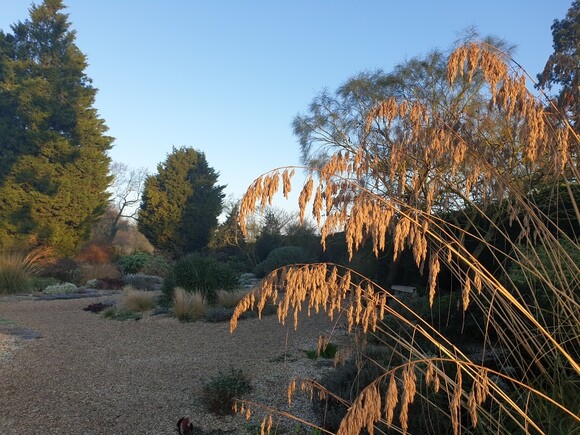 Spring cleaning grasses