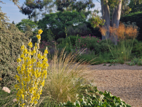 Spring cleaning grasses