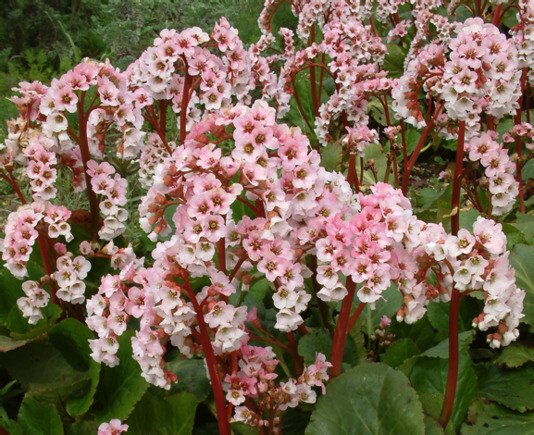 Indispensable elephants ears- bergenia 