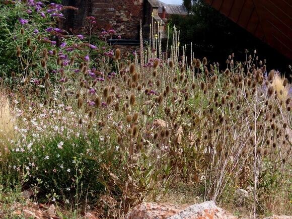 Wildlife at the heart of the City: the Beth Chatto Meanwhile Garden Wildlife at the heart of the City: the Beth Chatto Meanwhile Garden