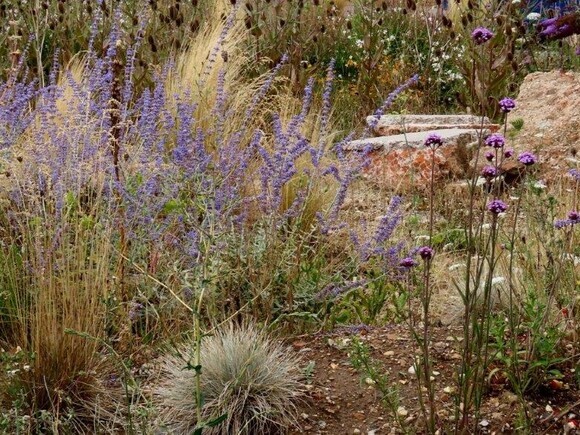 Wildlife at the heart of the City: the Beth Chatto Meanwhile Garden Wildlife at the heart of the City: the Beth Chatto Meanwhile Garden