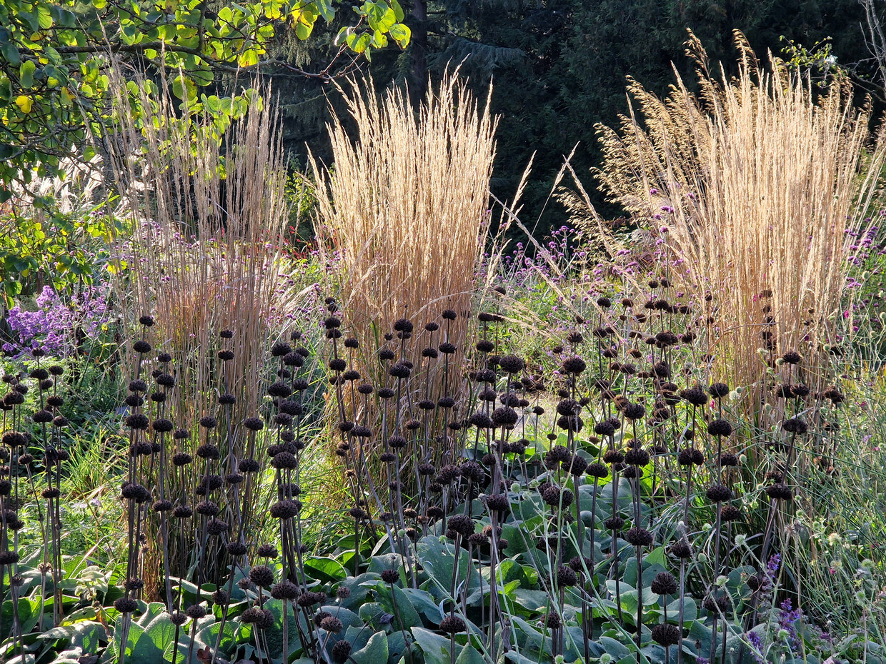 Favourite winter seedheads for wildlife