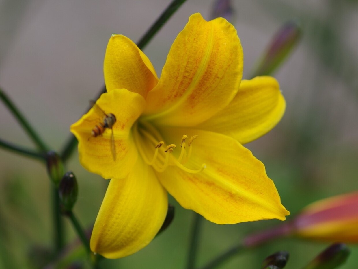 Hemerocallis (day lily)