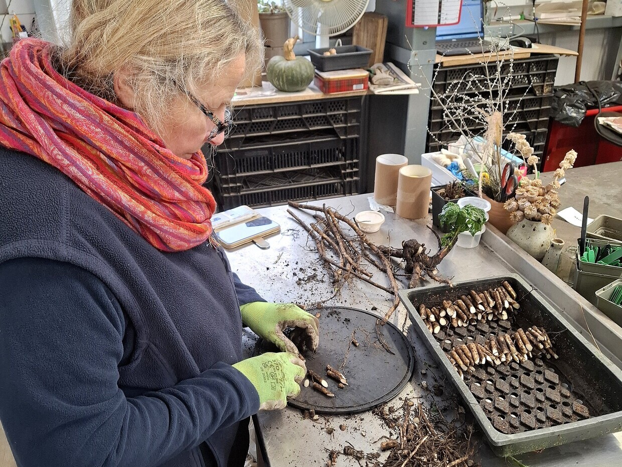 January News from the garden and propagation