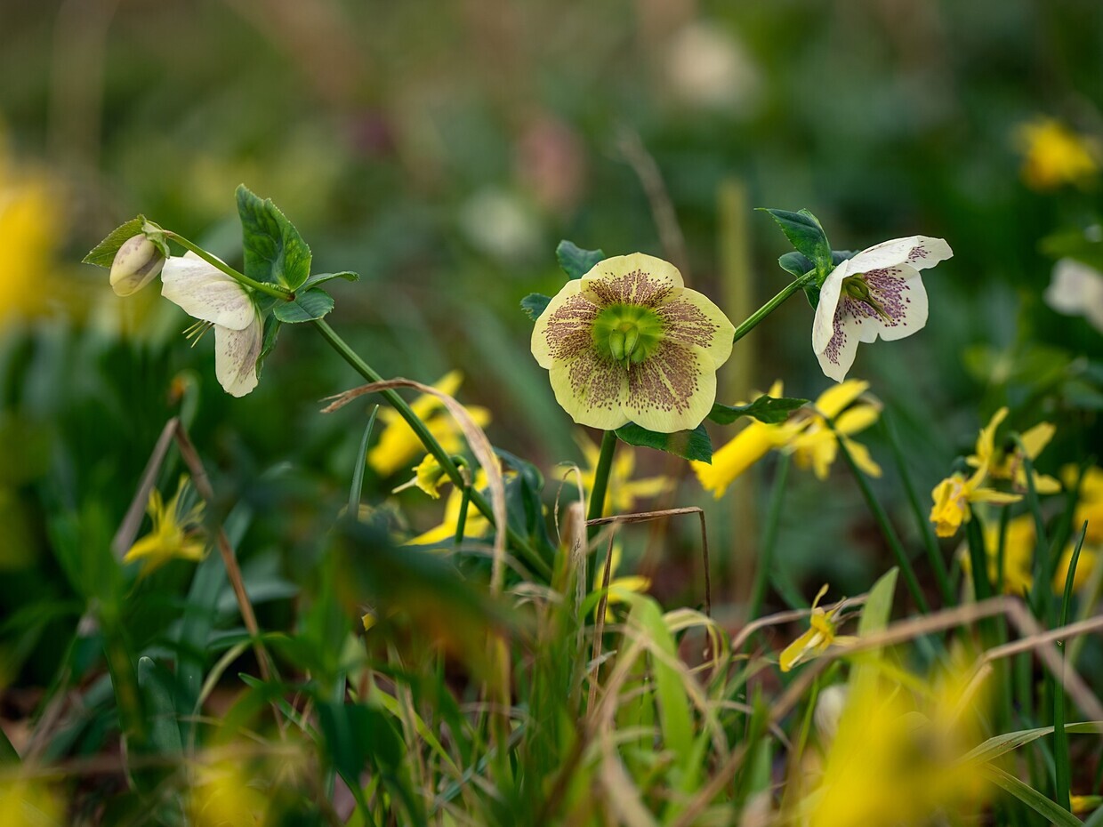 Hellebores in winter