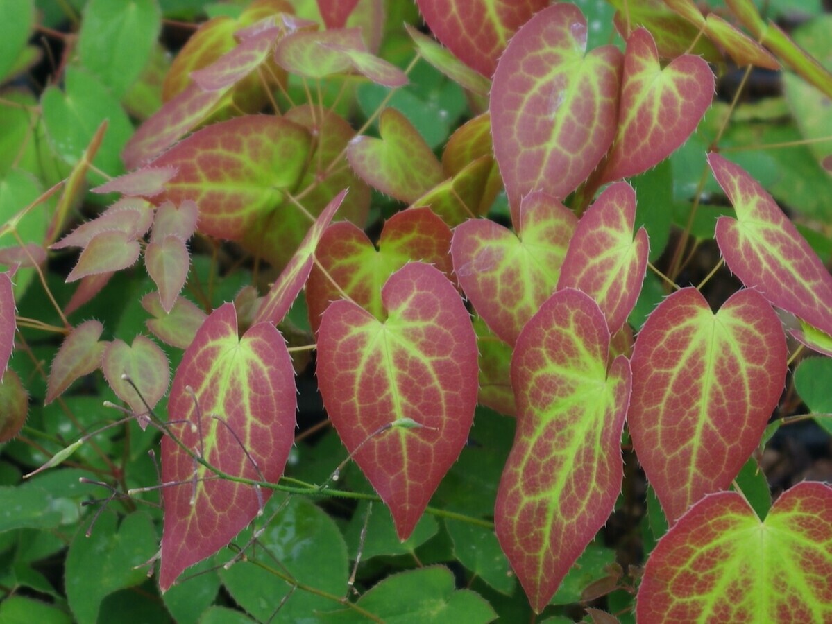 How to grow epimedium 