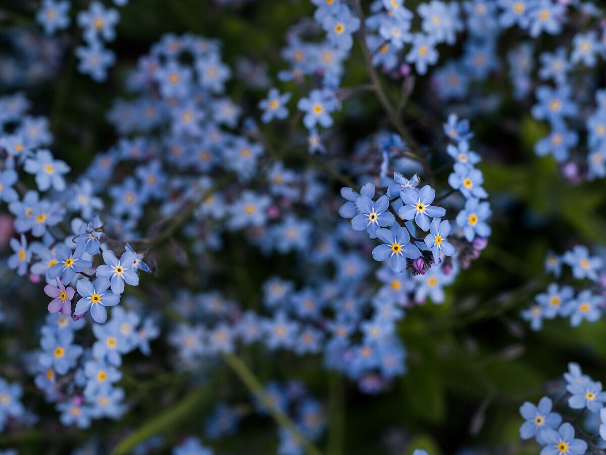 Garden Tales  Stories of Spring