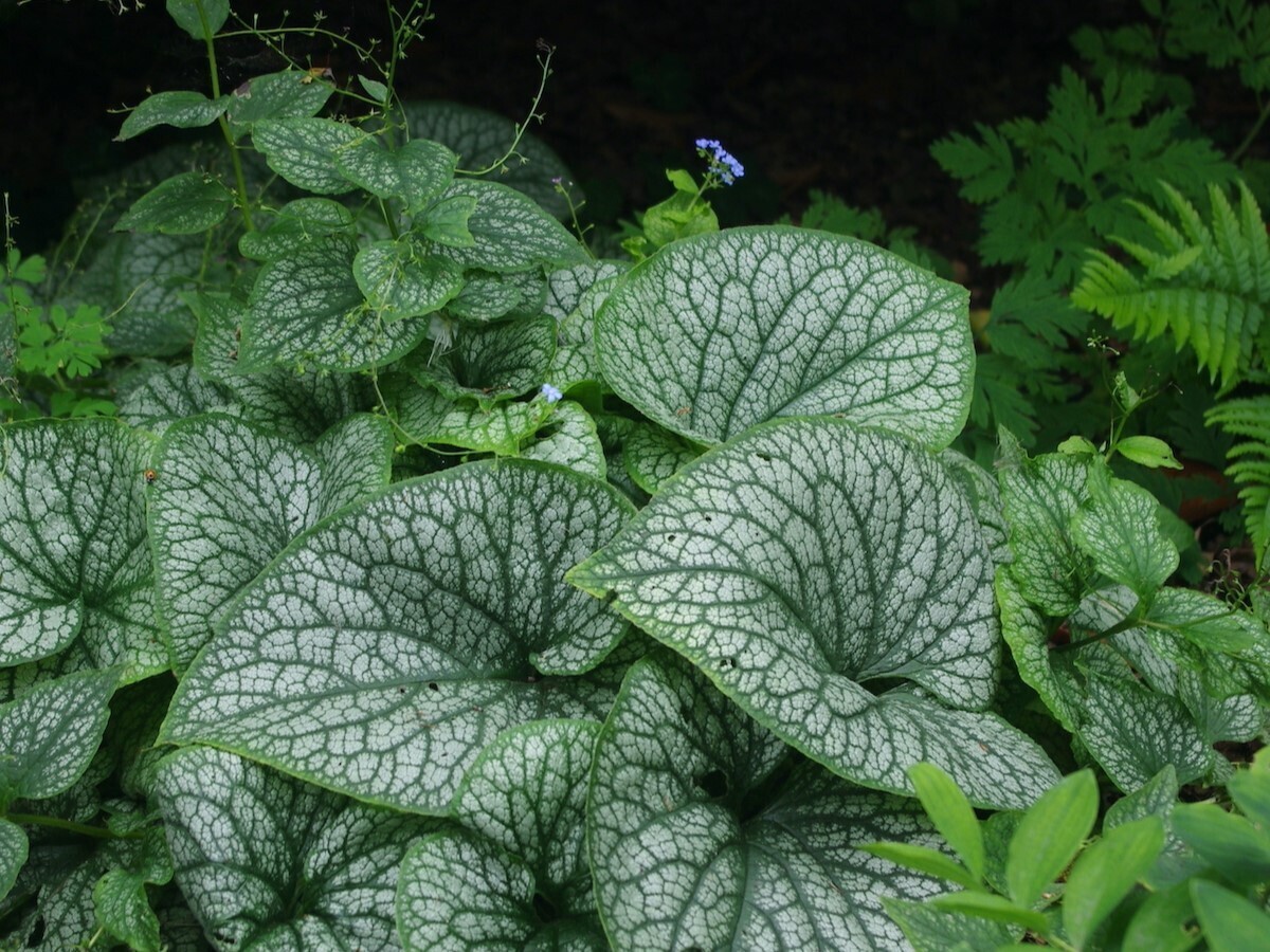 How to grow brunnera