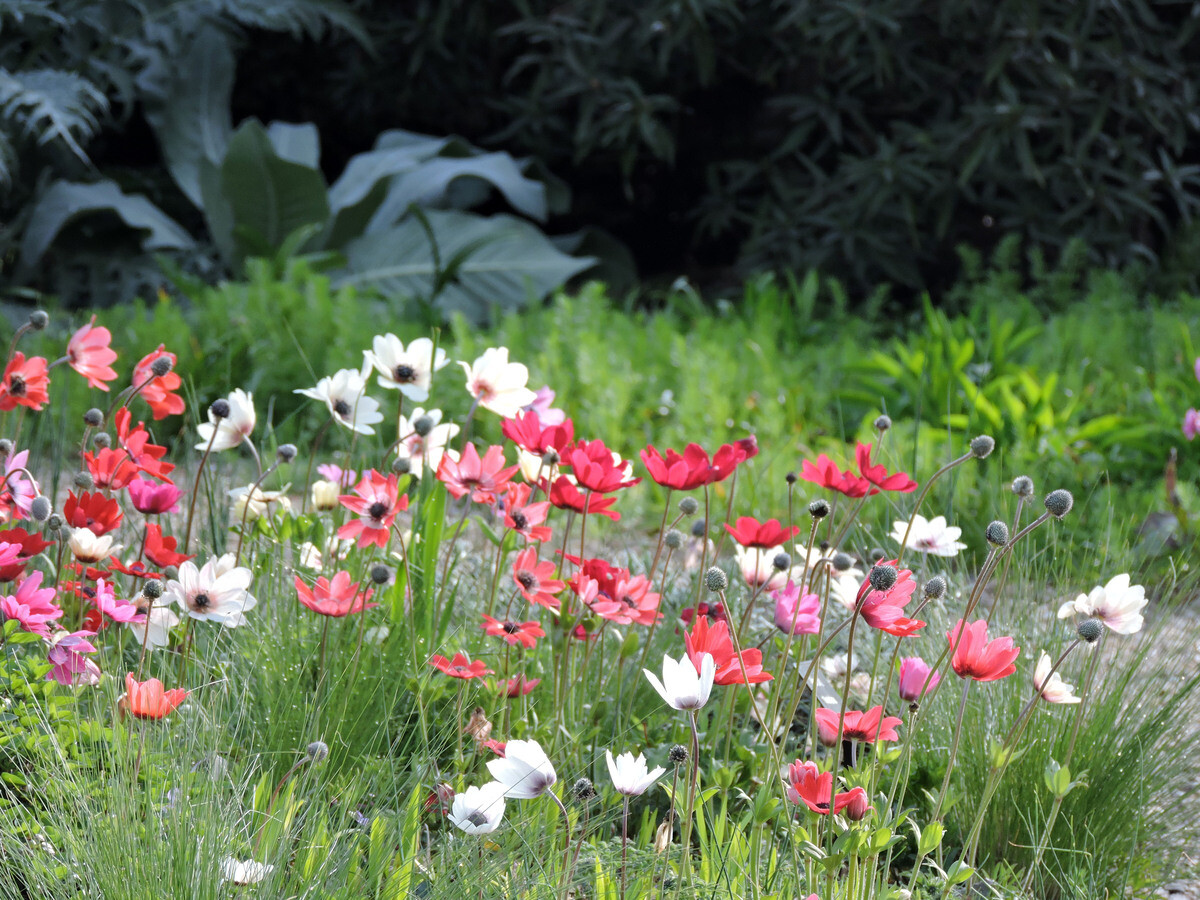 How to grow dwarf anemones