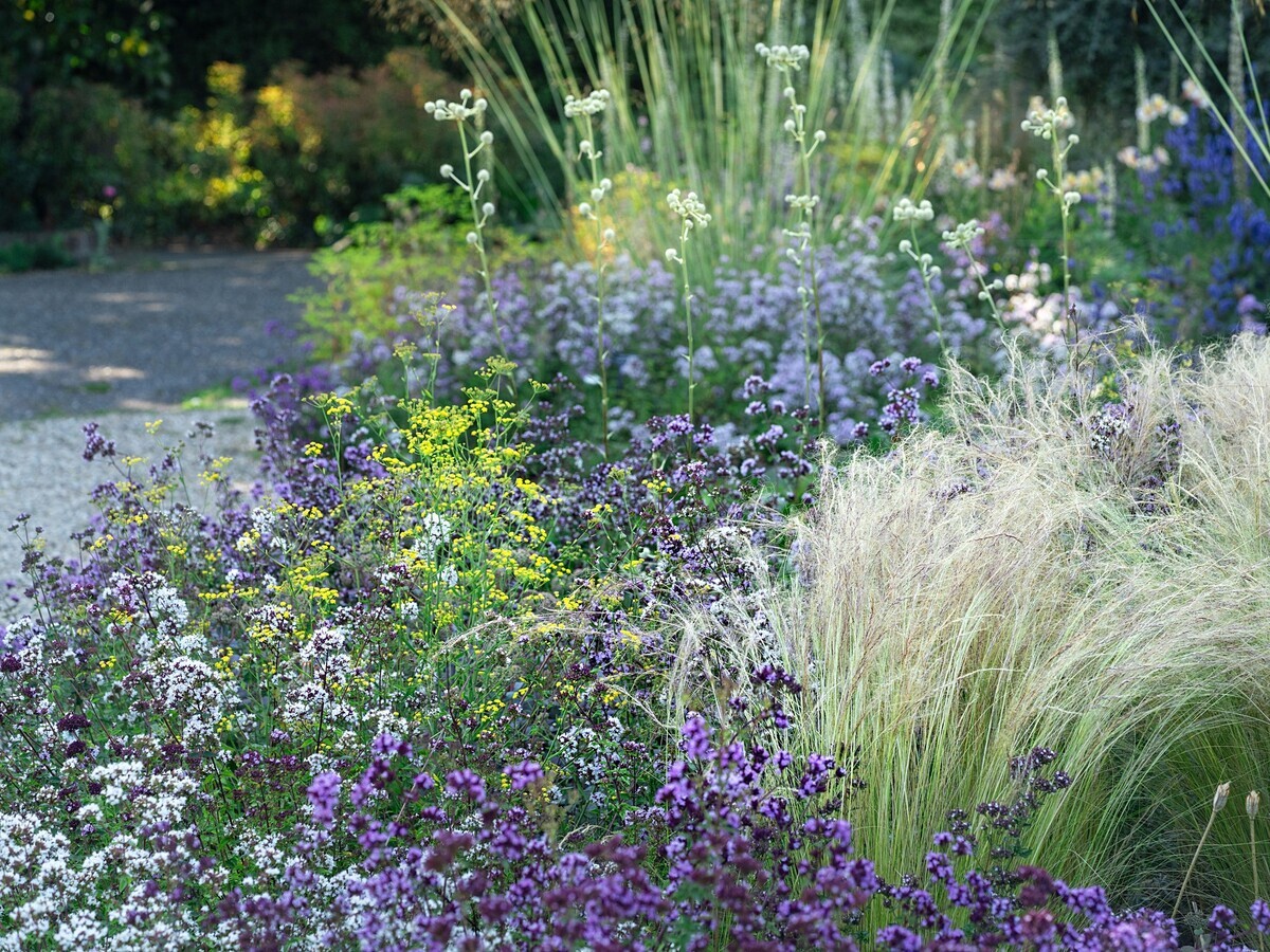 Origanum- the perfect Gravel Garden plant