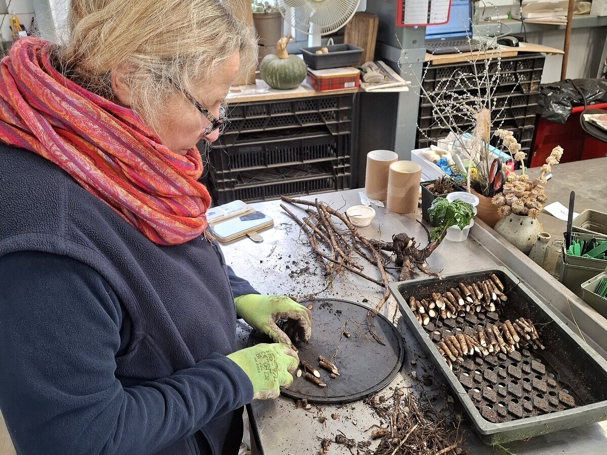 January News from the garden and propagation