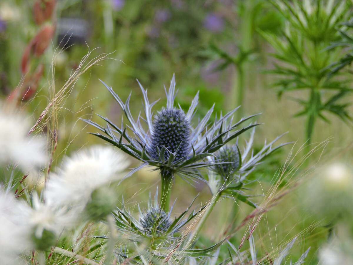 How to grow eryngium (sea holly)