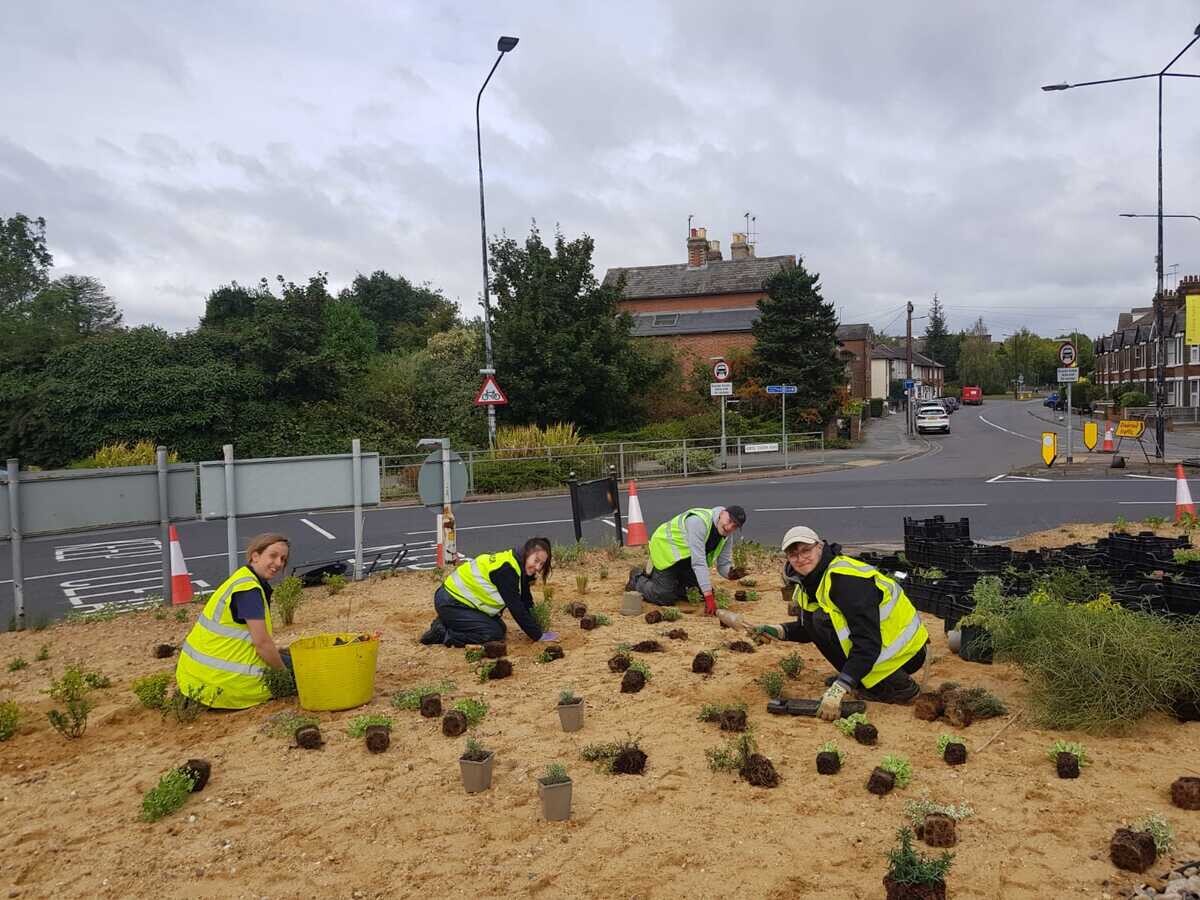 Albert roundabout plant list