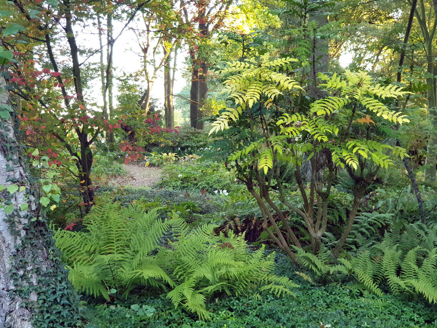 Woodland Garden